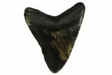 Fossil Megalodon Tooth - South Carolina #164964-1